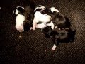 Filhotes de American Staffordshire Terrier New Kraftfeld