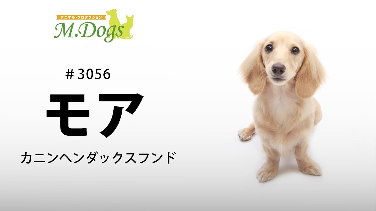 ペットモデル 3056 カニンヘンダックスフンド モア Youtube ペットモデル 3056 カニンヘンダックスフンド モア Youtube