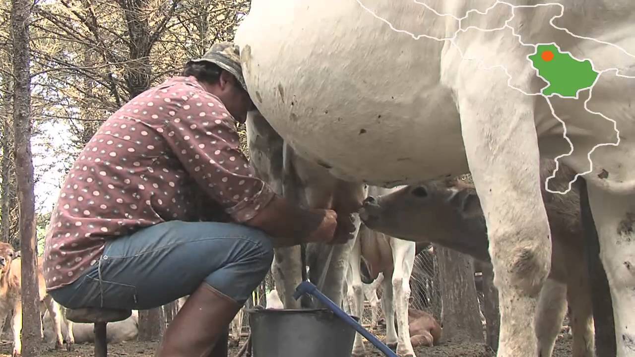 Podolica - Bovgrai - Coop Molara -  ITALIANO