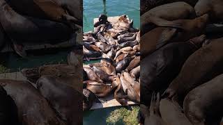 sea lions of Newport, oregon