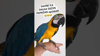 Sahi̇bi̇ İle Dalga Geçen Papağanlar Ahsdj