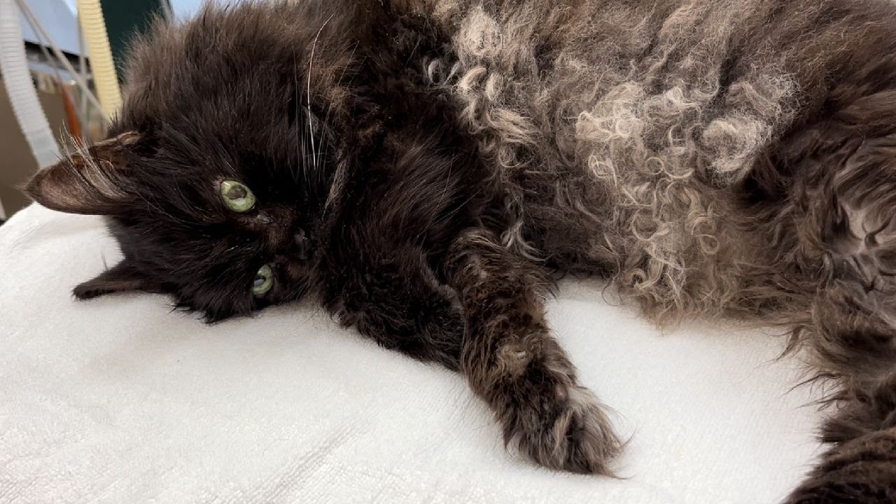 くーちゃんとの幸せな最後のお昼休み【黒猫くーちゃんとの思い出】