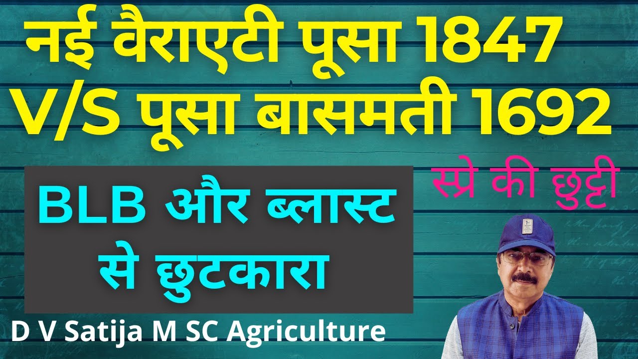 Pusa basmati 1847 V/S Pusa 1692 copper sulphate for BLB