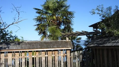 Palm trees, Pacific Ocean  & Mourning Doves makes it feel like Maui  on Salt Spring Island