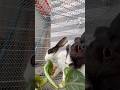 Subha ka breakfast 😊 #minivlog #pets #rabbit #comedy #funny #asmr #garden