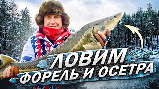 Рыбалка за 27000 рублей. Ловля ФОРЕЛИ и ОСЕТРА на платнике.