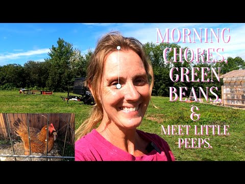 Morning Chores, Green Beans & Meet Little Peeps.