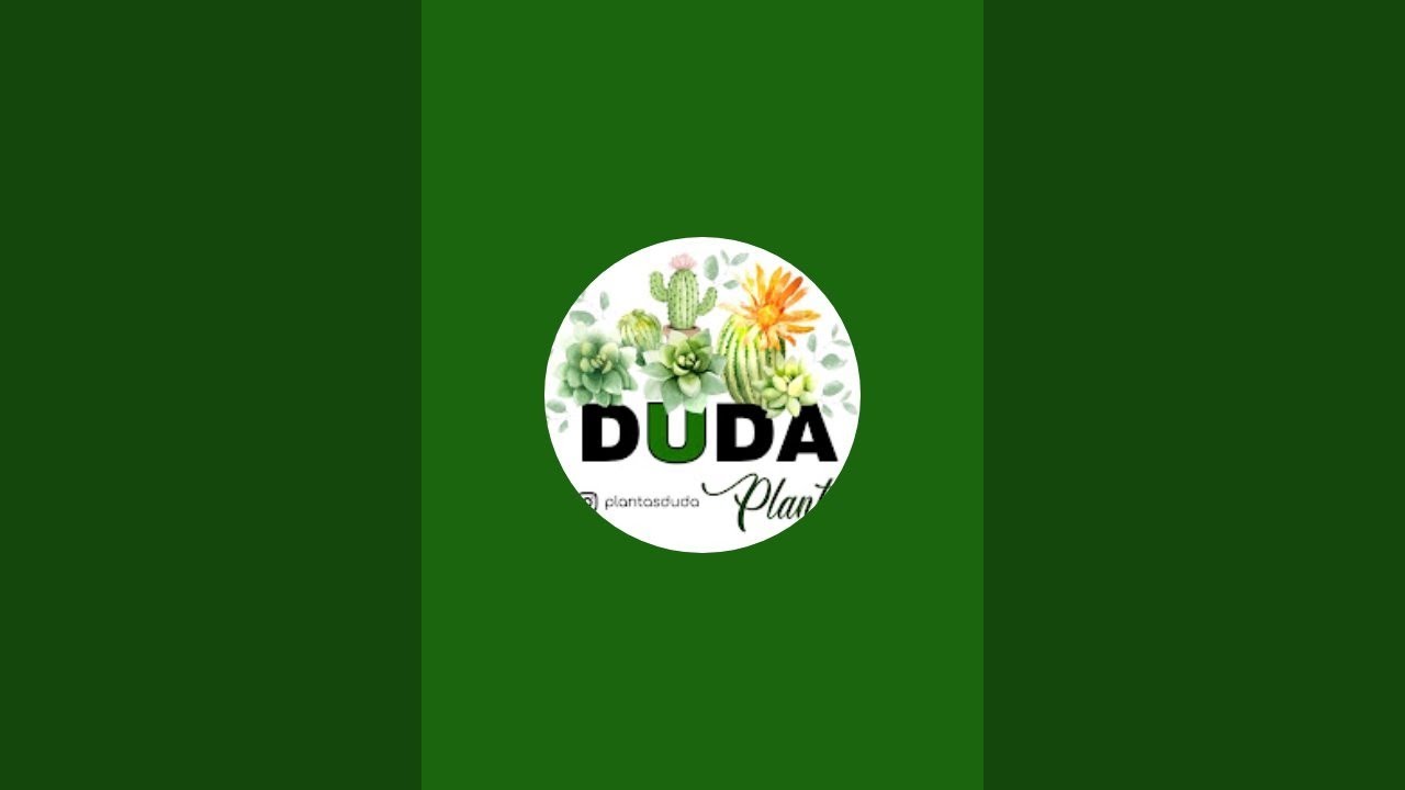 LIVE Shop de Suculentas 08/12! Duda Plantas Joinville!