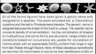 Microfossils Pt  1B Calcareous microfossils  except foraminifera