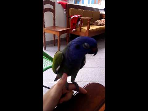 Mi Loro silvando - my parrot whistling - Pionus menstruus
