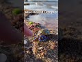 5 Most Dangerous Ocean Creatures Caught on Camera 🌊 (You Won’t Believe #3)