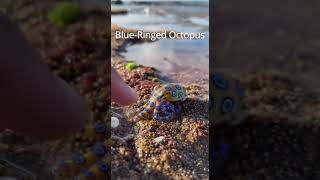 5 Most Dangerous Ocean Creatures Caught on Camera 🌊 (You Won’t Believe #3)
