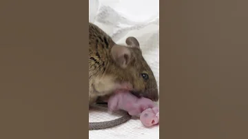 Mouse Gives Birth To 14 Babies on Camera. Mousetrap Monday Short.