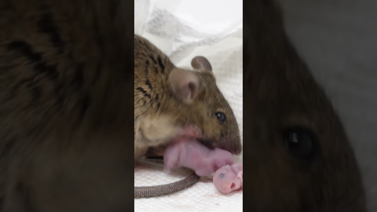 Mouse Gives Birth To 14 Babies On Camera During a Thumbnail
