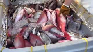 Super Voyager Fishing Charters