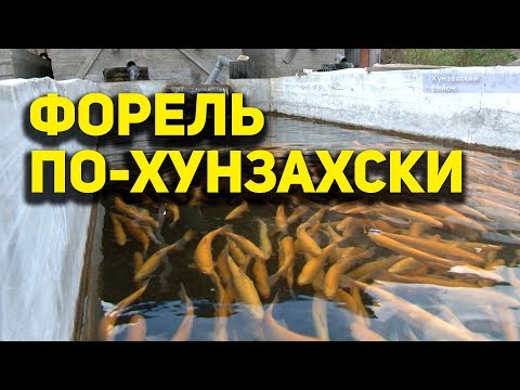 Видео: Форель агнах