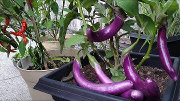 Thu hoạch bầu, cà chua, ớt chuông, cà tím và cà ngà voi cuối mùa 🇨🇦693》 Vườn Rau Việt