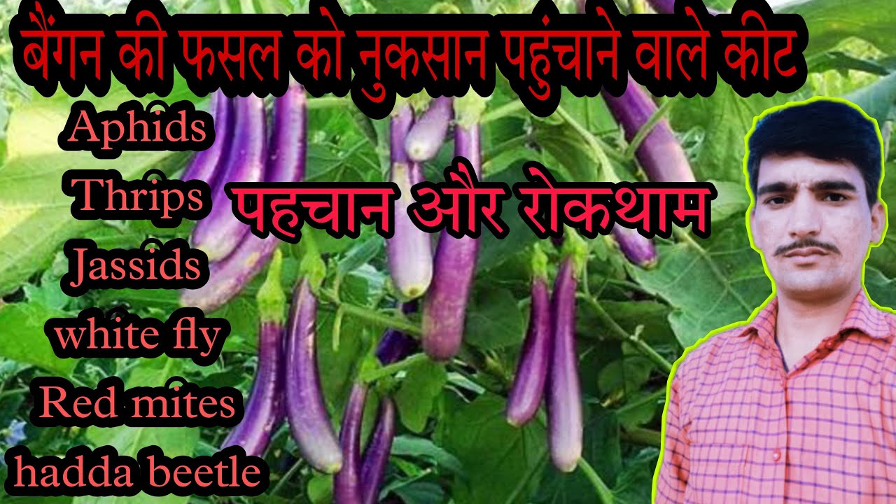 brinjal insect control/brinjal plant insect/brinjal sucking pest/insect pest of brinjal YouTube