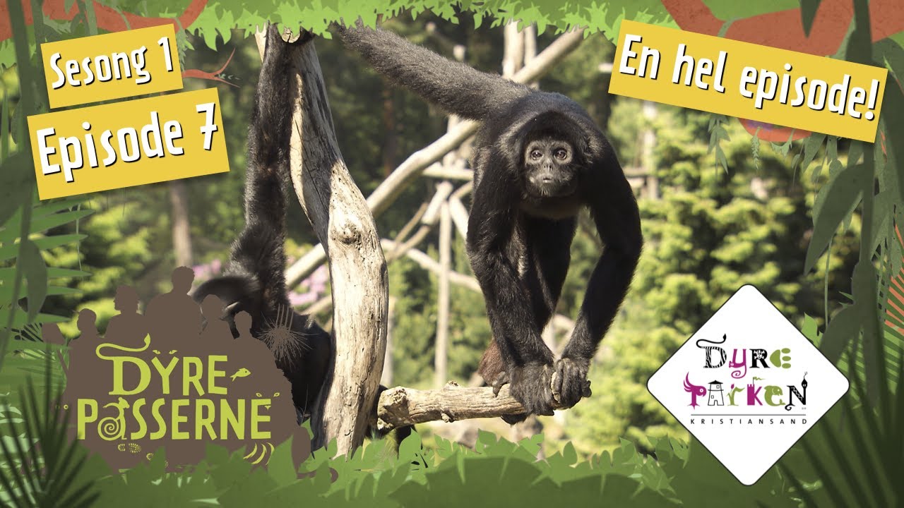 Ape og kengurubarn på rømmen | Dyrepasserne S1E7 | Dyreparken