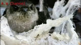 TERBUKTI...!!! INAP LIUR 77 REVISI by :andi sufar ORI...cepat menginapkan burung walet...