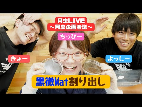 月虫LIVE 月夜野きのこ園新試作マット 黒微Matで作った産卵セットを割り出すぞ 2024年9月27日 第10回月虫企画会議 カブトムシ クワガタ クワカブ 幼虫 昆虫