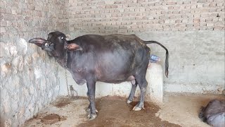 buffalo give birth first time at home