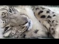 Snow Leopard Snuffles