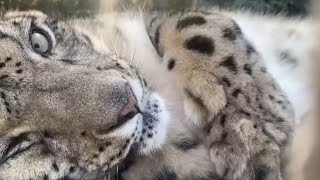 Snow Leopard Snuffles