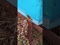 заміна ізоляції матки заміна ізоляції матки