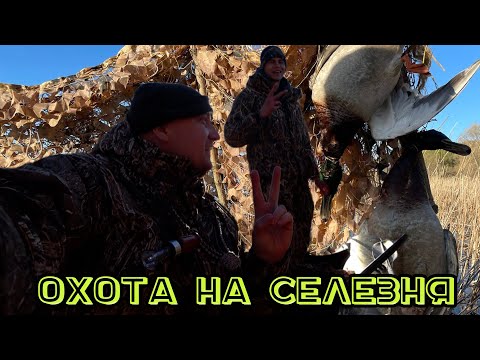 Весенняя охота на селезня 2025