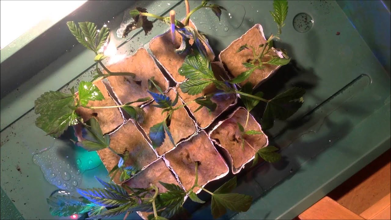 Weed clones dry, fried, burned,curled  in the sun, and rescued time lapse part 4