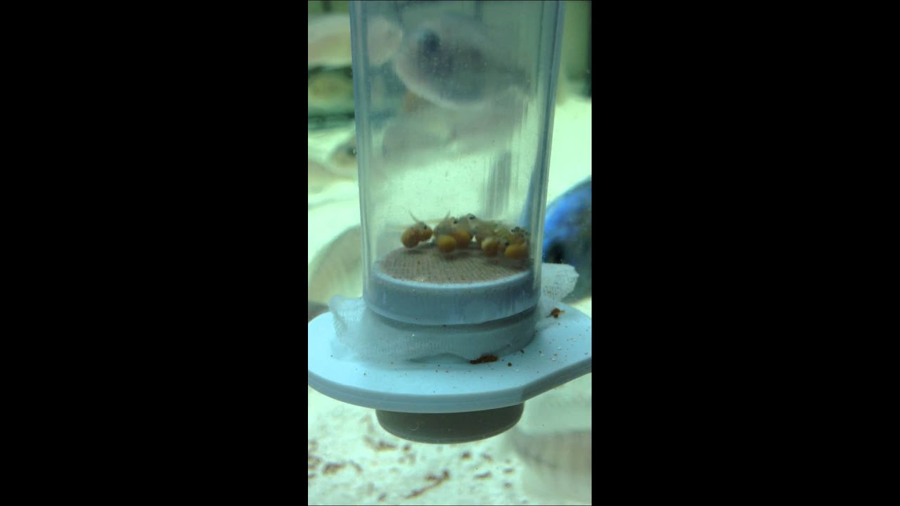 Cichlid fry in egg tumbler DAY 8 YouTube