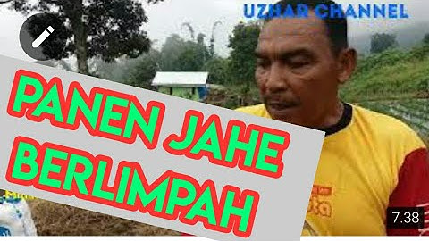 PANEN JAHE BERLIMPAH RUAH