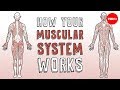 How your muscular system works