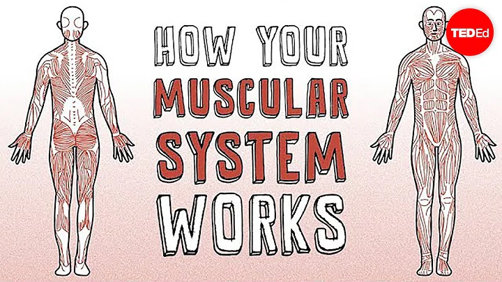 How your muscular system works - Emma Bryce