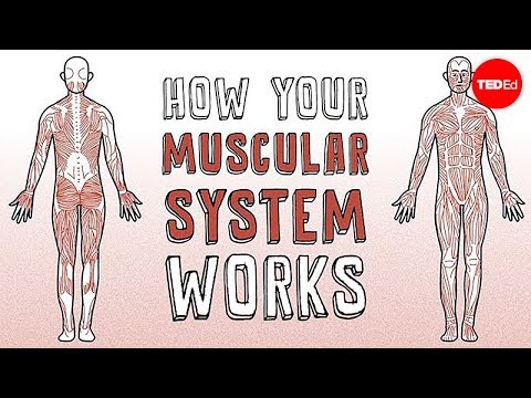 Video: What Functions Are Performed By The Organs Of Touch In Humans