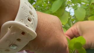 How to harvest Spotted Jewelweed (Impatiens capensis) seeds