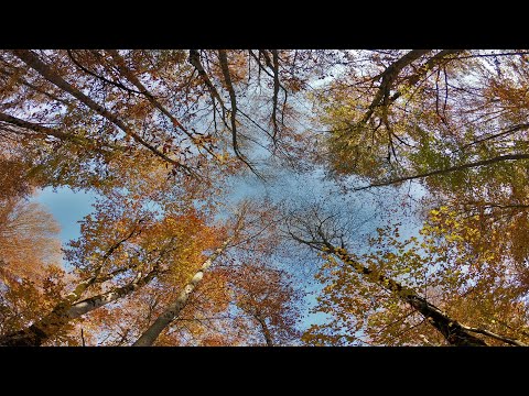 საბადურის ტყე