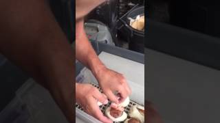 Celebrity Clutch #1 for 2017 Egg Cutting Wealth