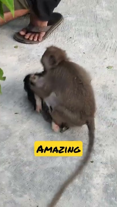 Efek Monyet Birahi yang tak terkendali apalah daya 🐒🐒