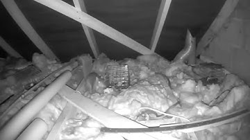 Grey squirrel trapping with Mk 4 Fenn traps and Blink XT2 for constant remote monitoring