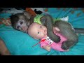 Baby Monkey Too Sleeping Hug Baby Doo Cute Monkey