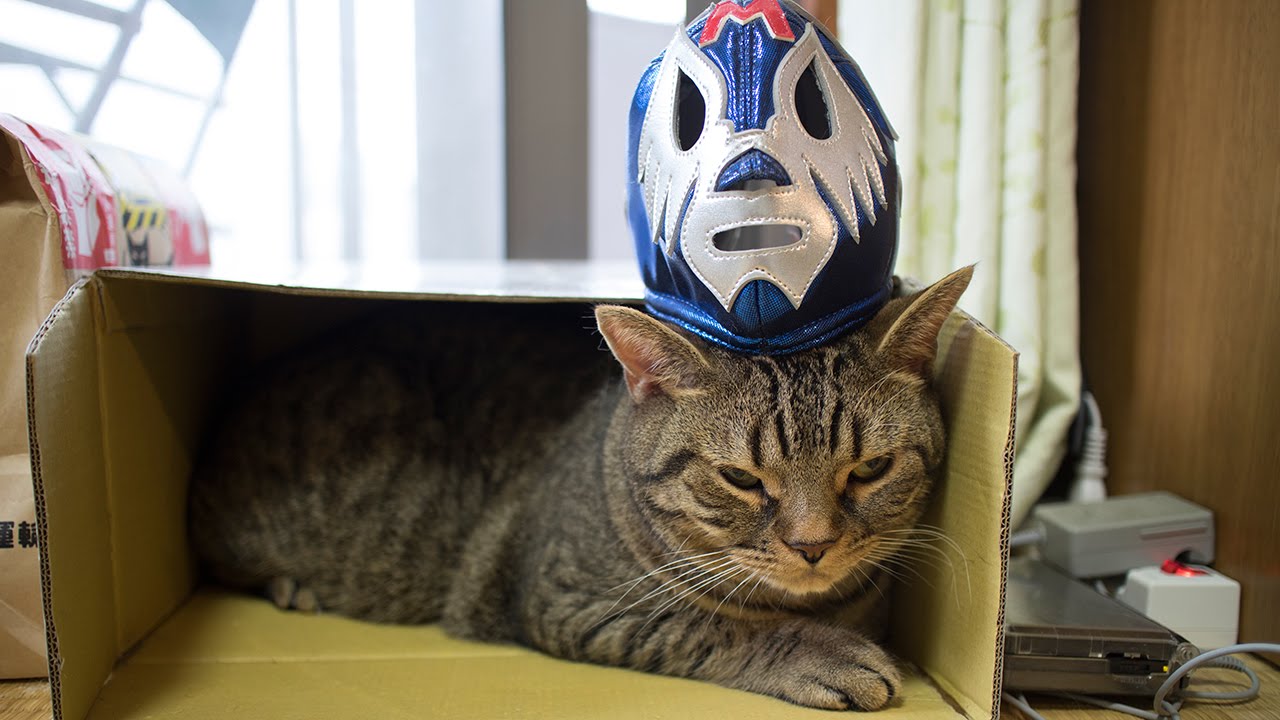 翻弄 中国語 ミル・マスカラスに翻弄されるマンチカン力丸-Cat to be at the mercy of the Mil Máscaras