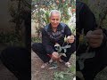 تقليم ورد الجوري وطريقة زراعة الاقلام والاعتناء بها مع تقليم ورد الرازقي (الفل الشامي)المكبس