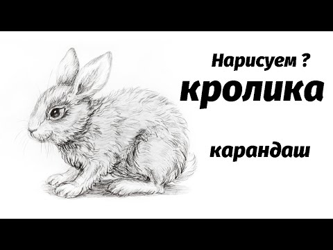 Как нарисовать кролика карандашом