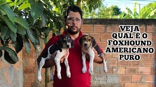 Filhotes de americano foxhound com 2 meses veja a diferença do puro para o misturado