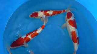 202309 Spb026 Teradomari Nisai Selected Gr Kohaku 4045 Cm Wysiwyg