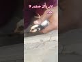 #aseel #aseelchicken #royalaseel #aseelfarming #farmvlog #viralvideo