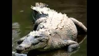 Reptiles Aligator