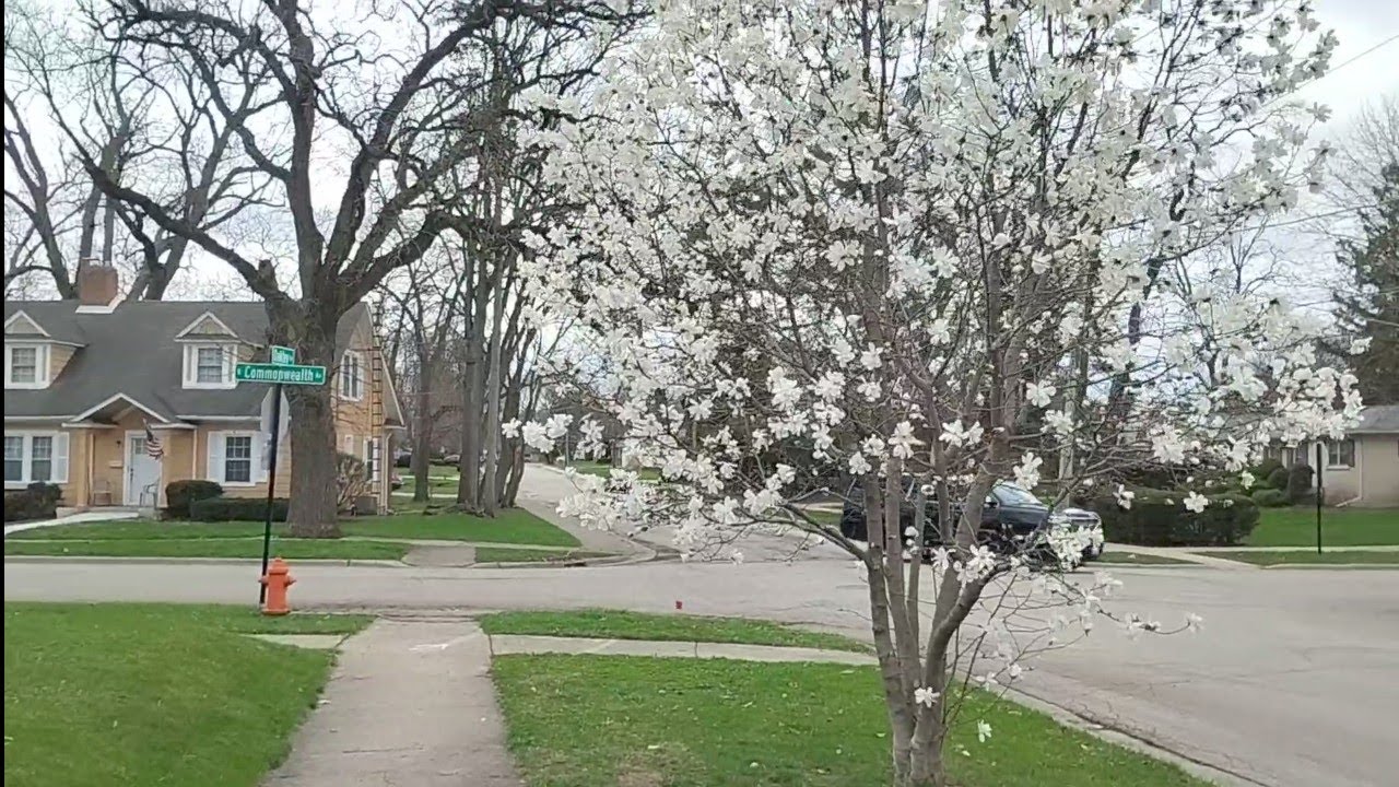 Ver Spring scenes 2026 - Illinois neighborhoods en YouTube Ver Spring scenes 2026 - Illinois neighborhoods en YouTube